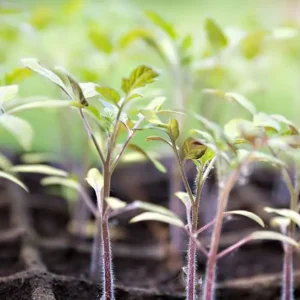 Make a Financial Donation